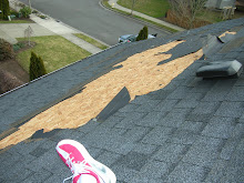 Wind damage 3