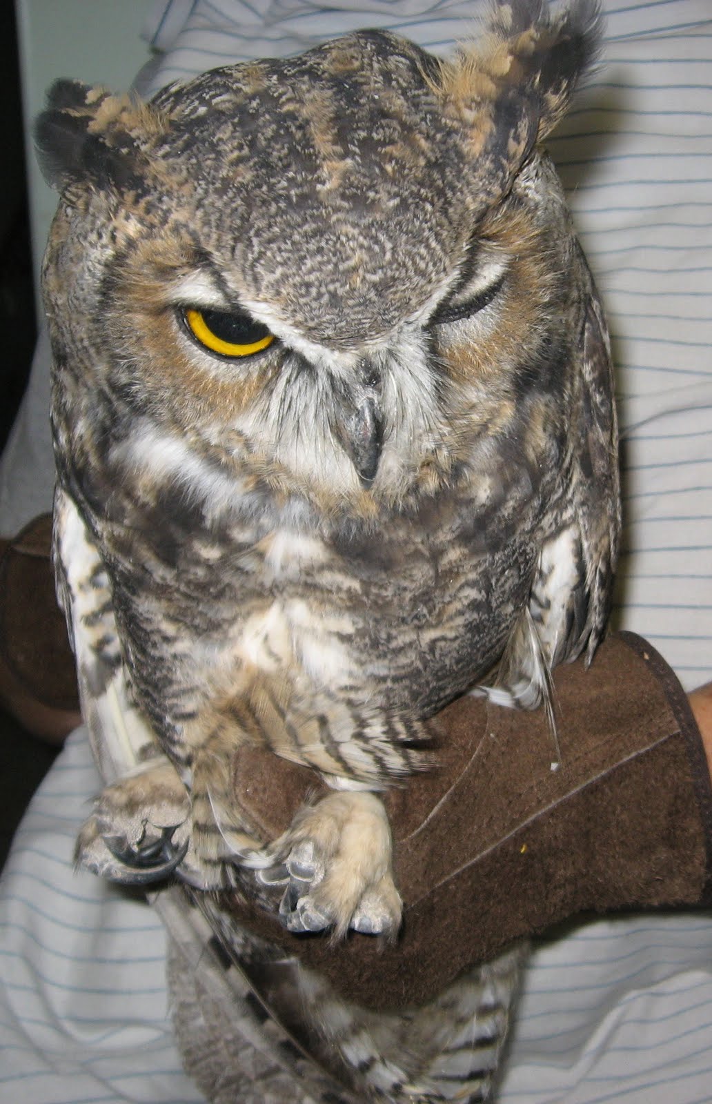 Wildlife Rehabilitation in Utah/Second Chance Wildlife Rehabilitation