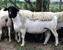 En la canicula las ovejas pasan calor