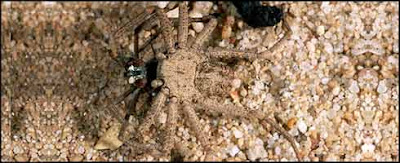 tarantulas tarantulas