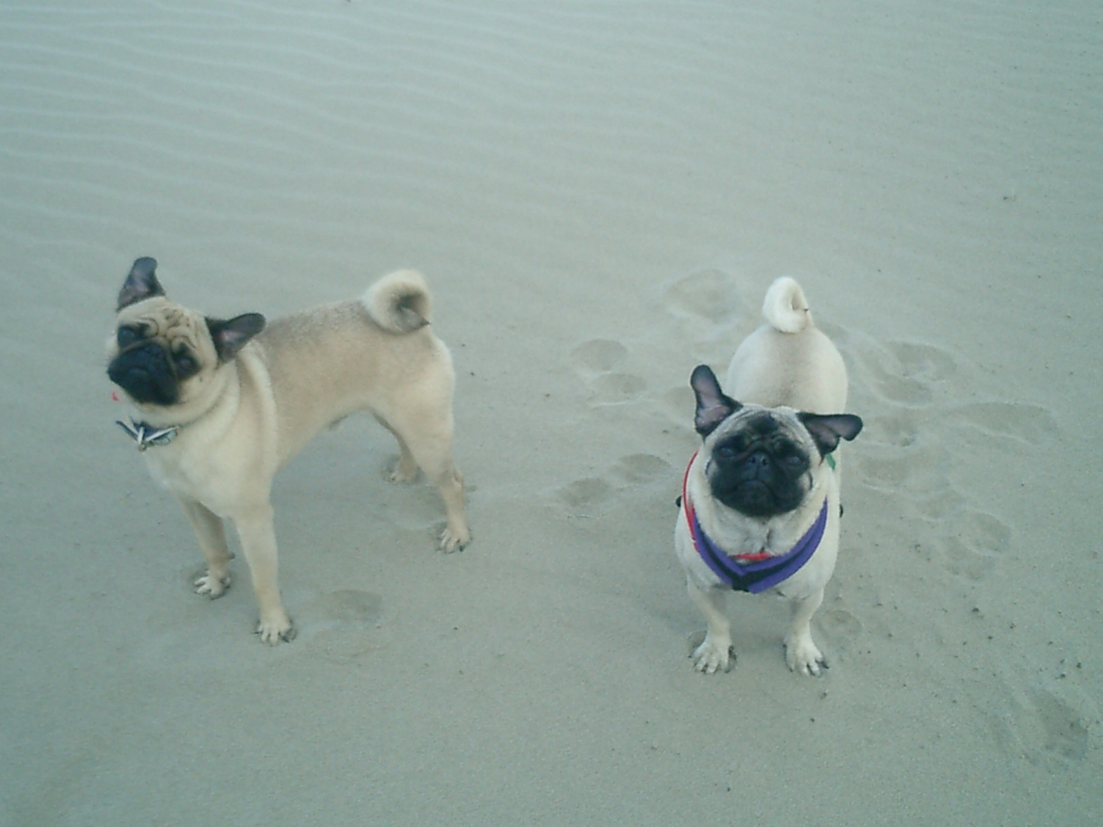 [puppies+enjoying+the+windy+beach.jpg]