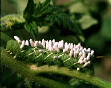 A Tomato Worm