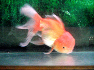 Foto gambar ikan hias air tawar, laut, cupang, koi, dll