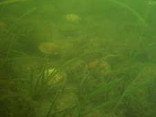 Scallops in eelgrass