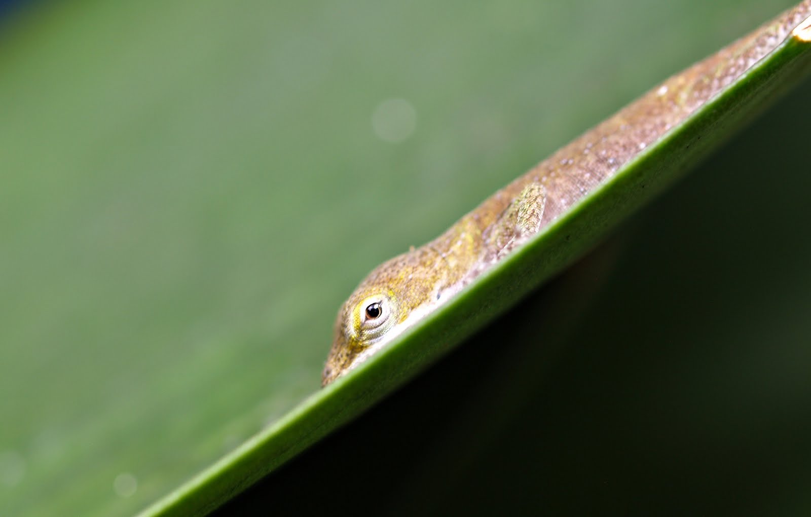 [chameleon+eye.jpg]