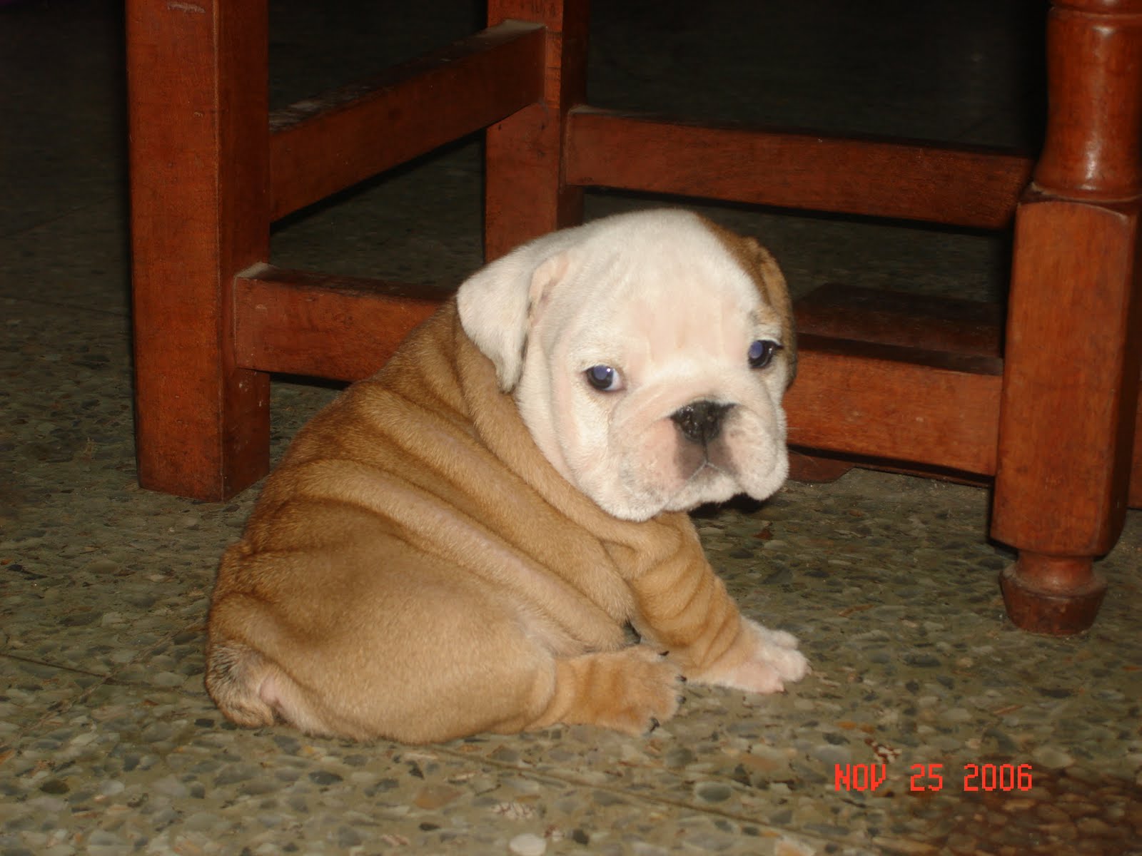CACHORROS DE BULLDOG INGLES BULLDOG FRANCES CANE CORSO CACHORROS DE BULLDOG INGLES BULLDOG FRANCES CANE CORSO