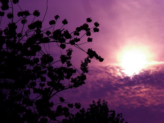 [flores-de-bach.jpg]