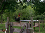 Crowing Rooster
