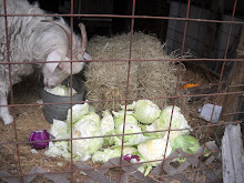 Curly in Cabbage Heaven!