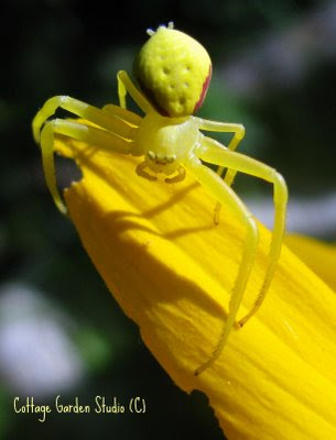 سبحان الخلاق العظيم  Spider+yellow1