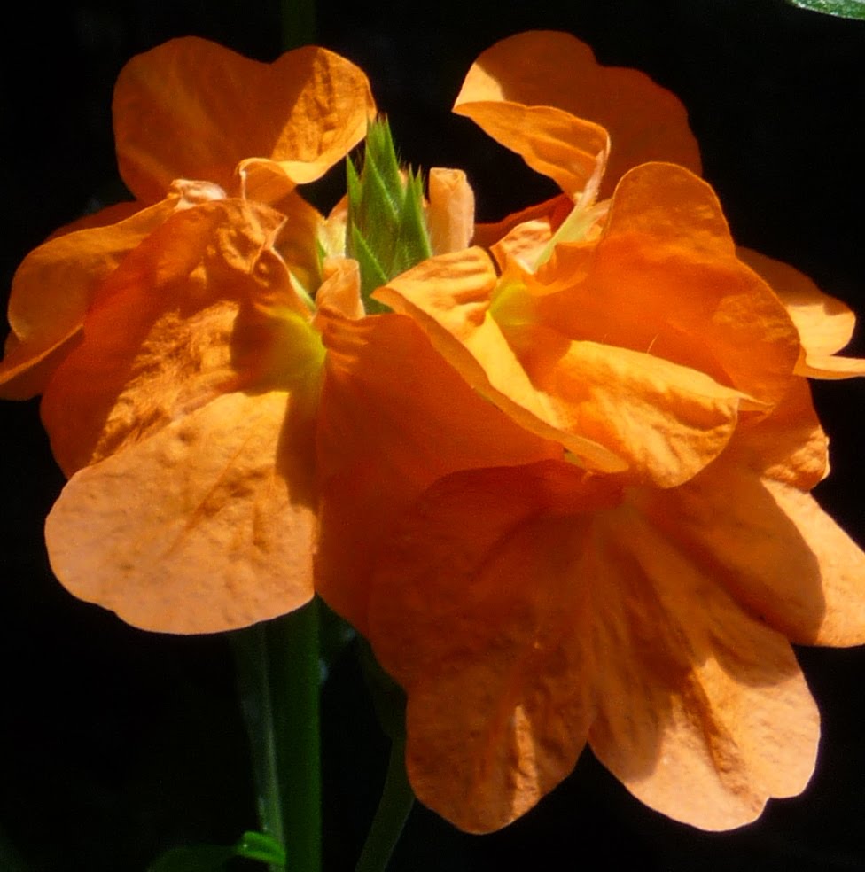 Orange Flowers Names
