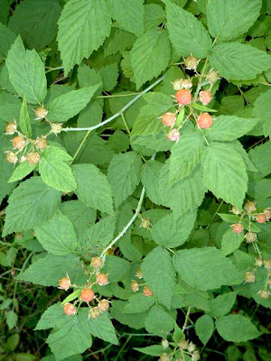 poison ivy plant wiki. poison ivy plant wiki. poison