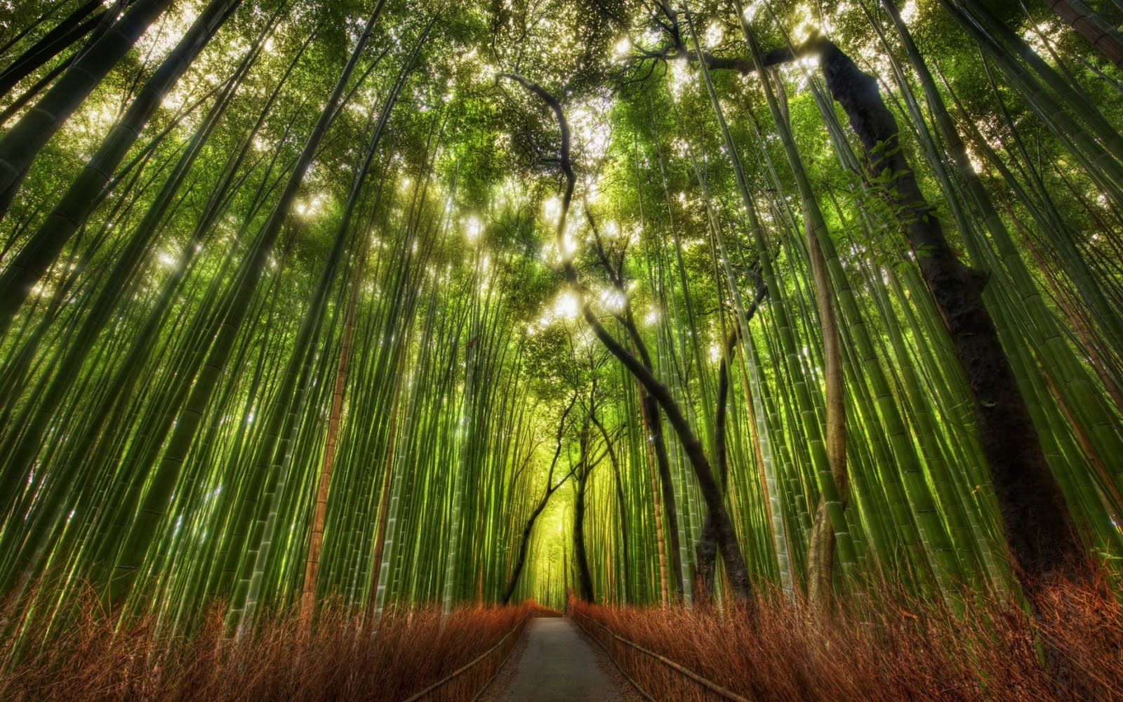 Bamboo Plantation Bamboo Plantation