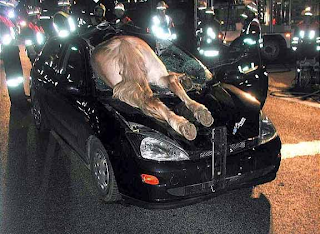 Car with horse through windshield