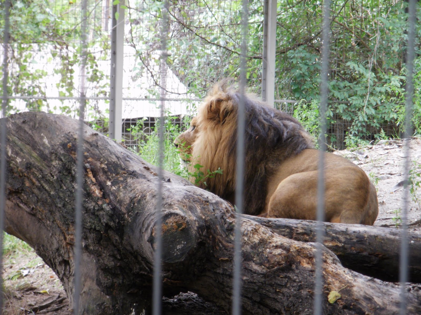 Happiness It's Contagious Topeka Zoo