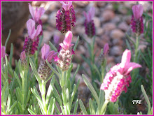 Bloom where you are planted.