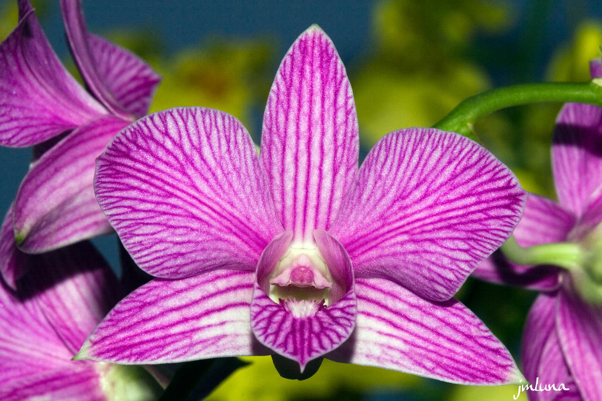 MUSEO PLANTAS museo plantas: