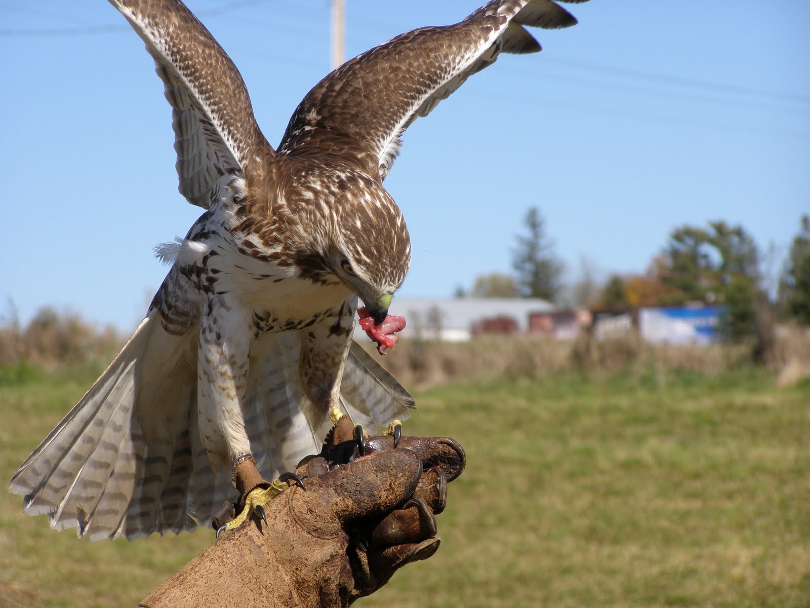 Phoenix Fire Falconry First Outdoor Creance Flights