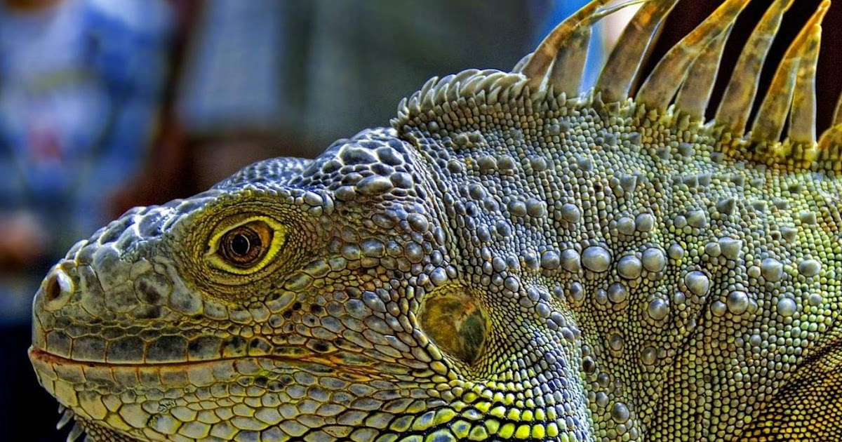 About Iguana Iguana Guide Iguana Tips Facts about Iguanas Things