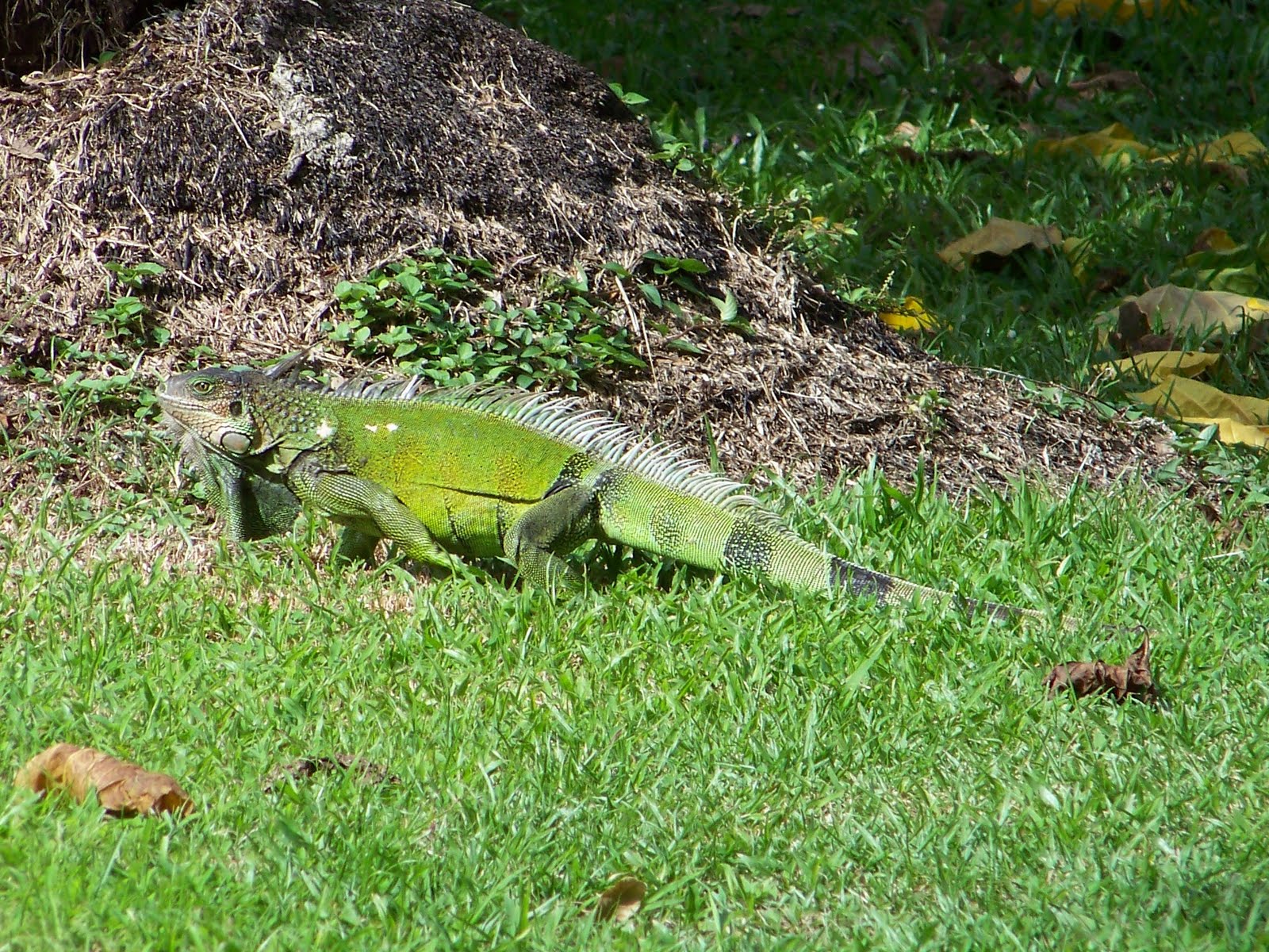 About Iguana Iguana Guide Iguana Tips Get Acquainted with the