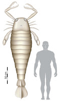 sea scorpion fossil