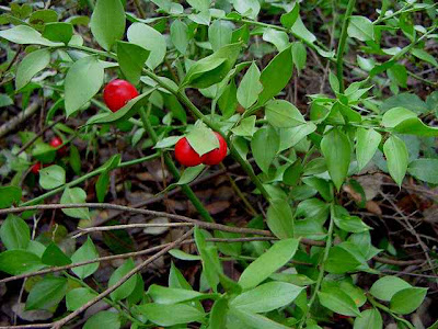 hemorroides, principios de hemorroides. hemorroides,
