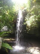 Deep within the Cloud Forest