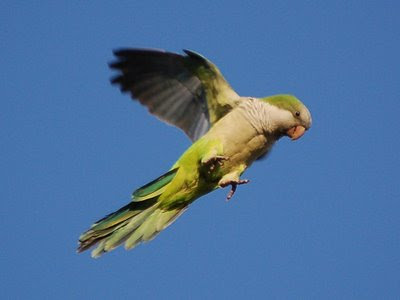 south american parrots