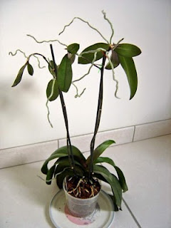 Conseils pour les Orchidées - Page 3 Keiki2wv8.jpg
