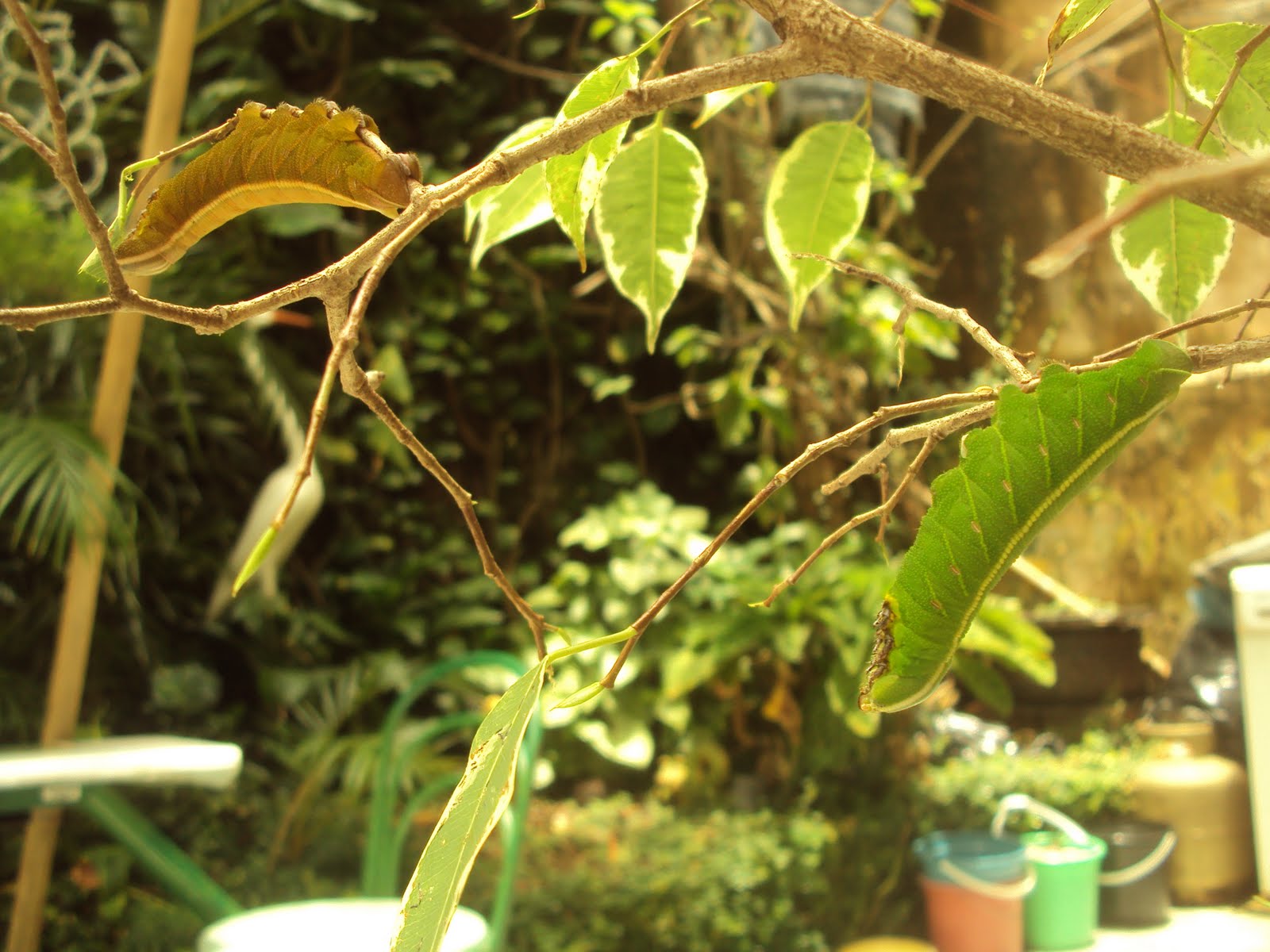 [DSC01059.JPG]