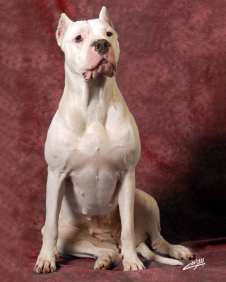 dogo argentino breeders in dogo argentino breeders in california. dogo argentino breeders in