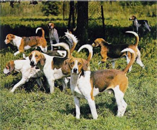 beagle harrier dog