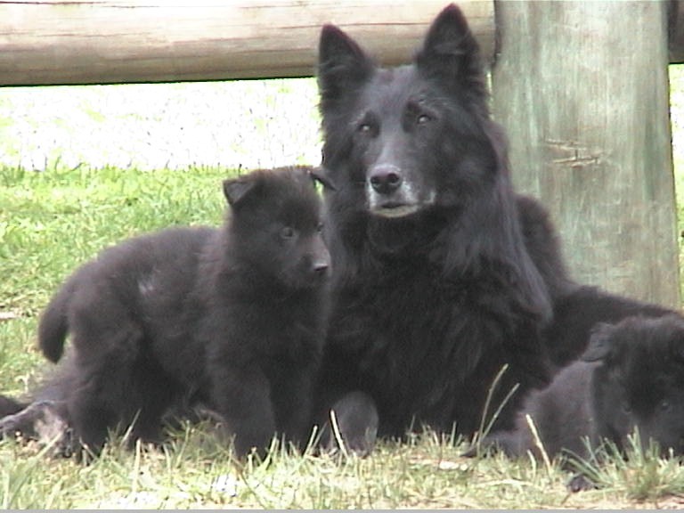 Alpine Shepherd Dog