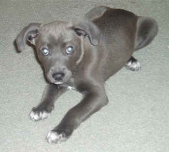 blue lacy puppies for sale in borzoi puppies for sale borzoi puppies borzoi puppy pictures breeds picture blue lacy puppies for sale in borzoi puppies for sale borzoi puppies borzoi puppy pictures breeds picture