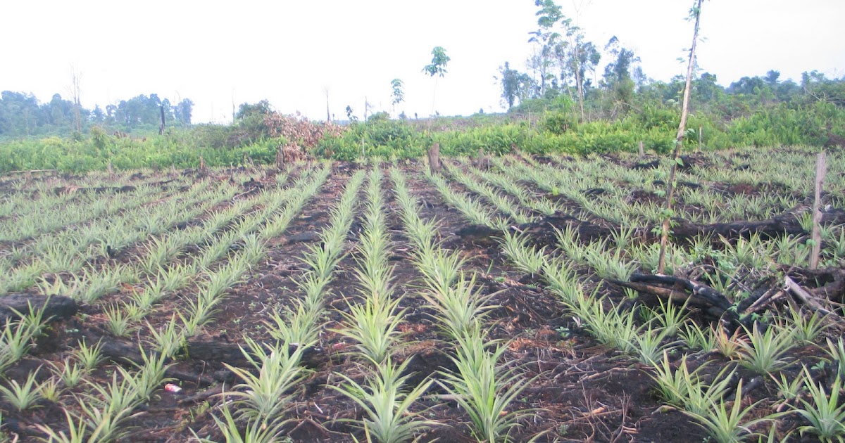 Gambar Investasi Tanah dan Properti