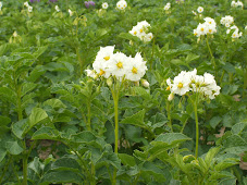 A field of Lumpers in full bloom