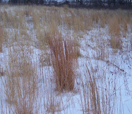 Winter on the Prairie