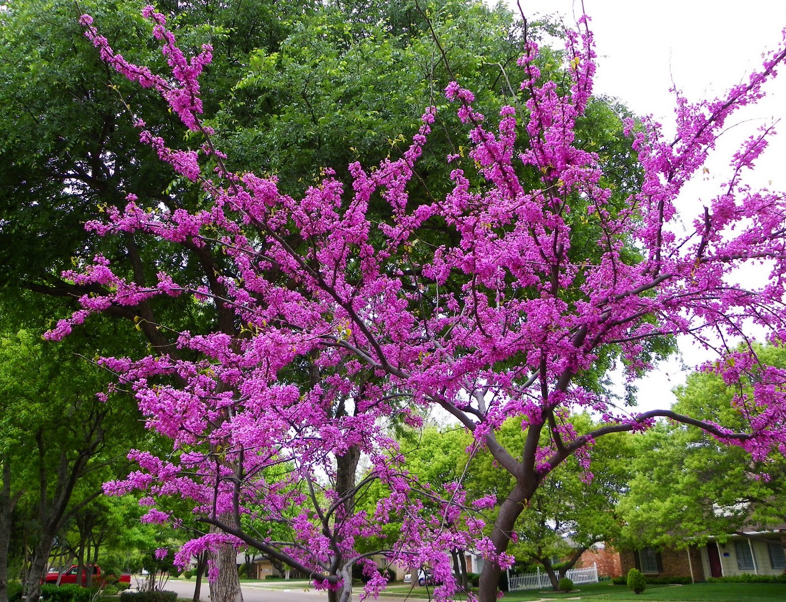 NewsChannel 10 Viewer Weather Pics Redbud Tree Lubbock, Texas 4/14