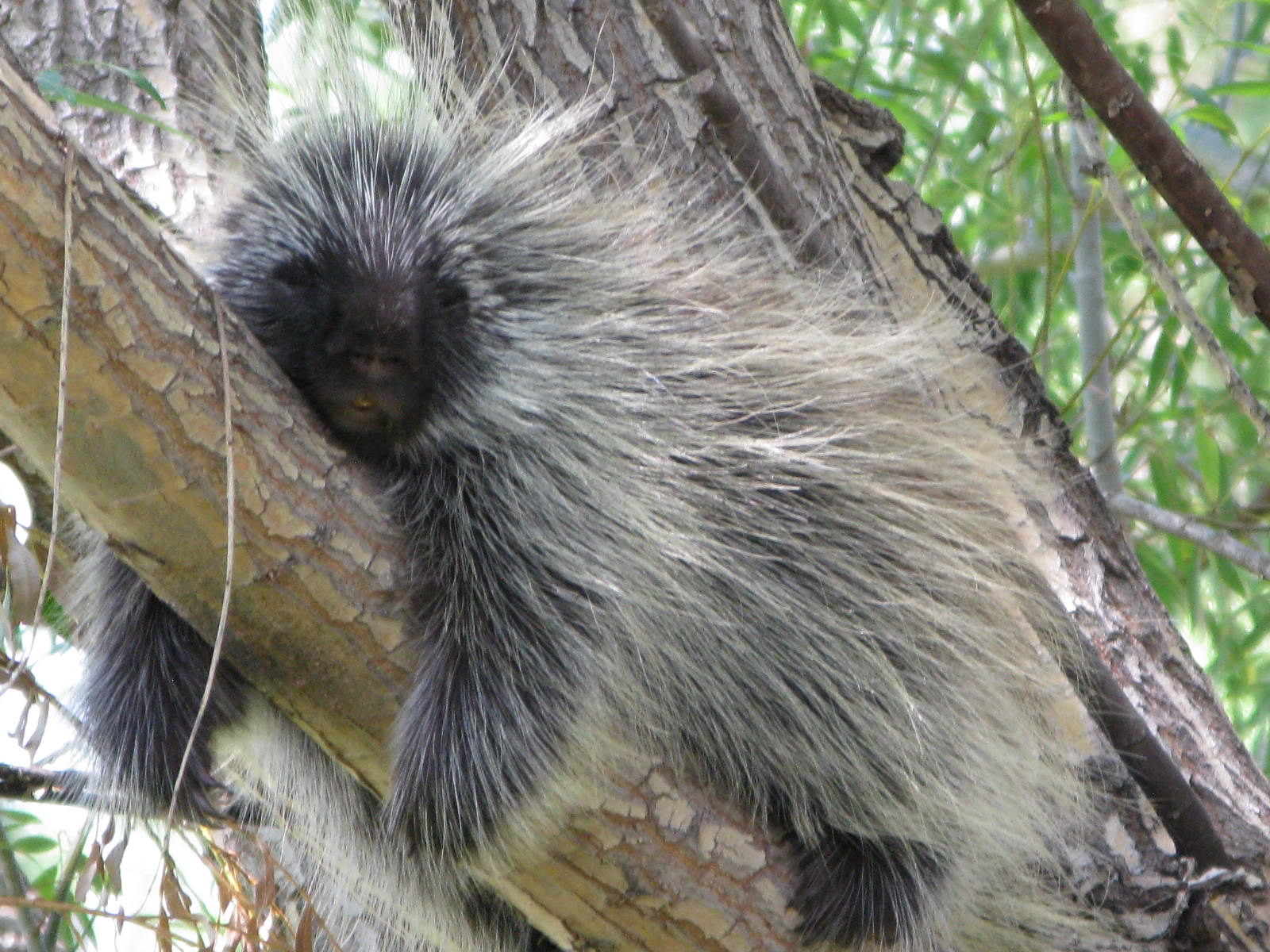 NewsChannel 10 Viewer Weather Pics Porcupine in the Tree............