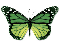 [Butterfly250_20102008.jpg]