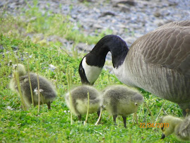 Baby Geese