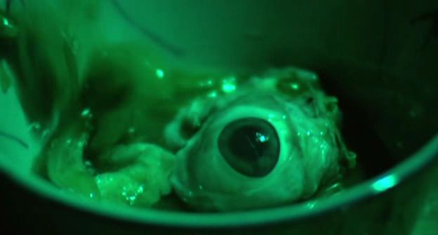 [vlcsnap-606215.png]