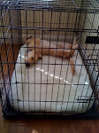 Cody sleeping in his crate!