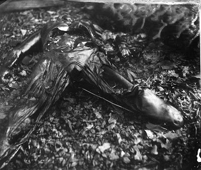 Timetable Project - 2008: Sally Mann: What Remains