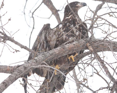 eagle get