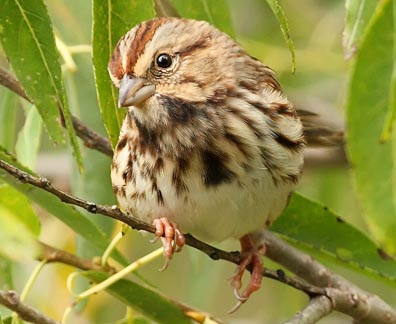 song sparrow song sparrow