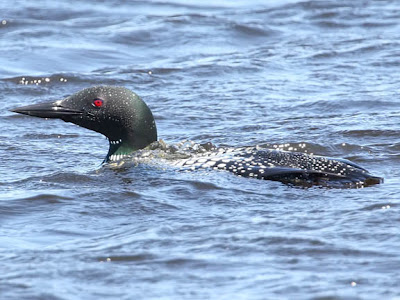 about the common loon that common loon nest. about the common loon that