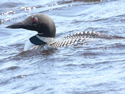 girlfriend makeup common loon common loon feet. girlfriend makeup common loon