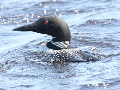 hair common loon images. common loon cartoon. hair common loon images.