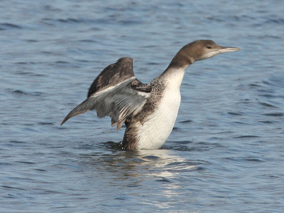 2010 makeup common loon facts. common loon feet. 2010 makeup common loon facts.